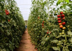 plantação de tomate em estufa dá dinheiro