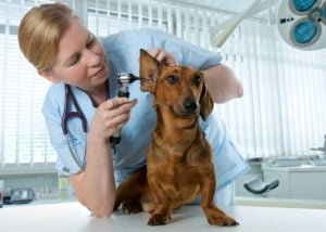 como montar uma clínica veterinária