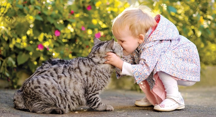 Cemitério de animais