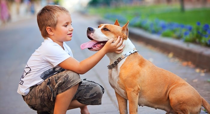 Dicas de como montar um cemitério de animais