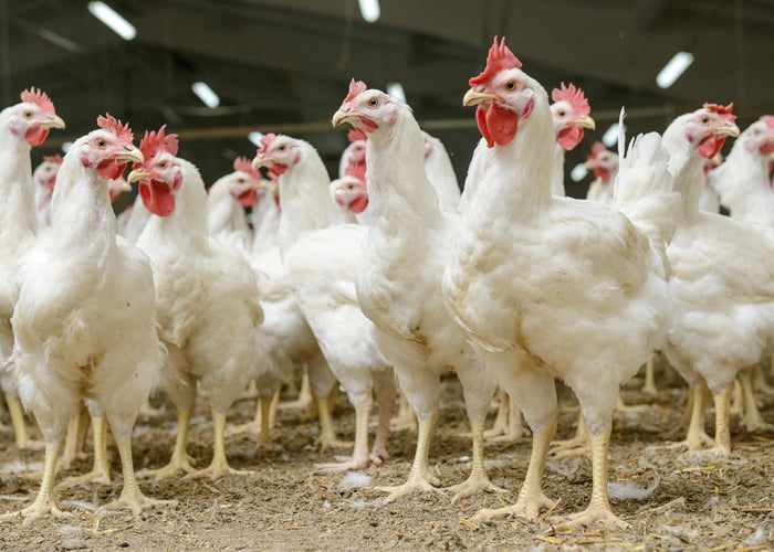 custo para montar uma granja de frangos