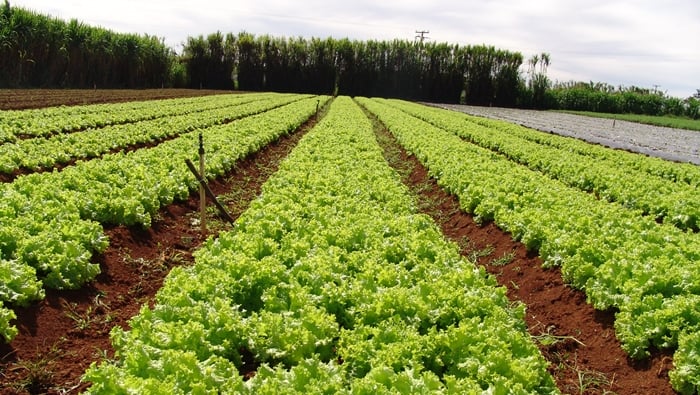 como ganhar dinheiro com sítio