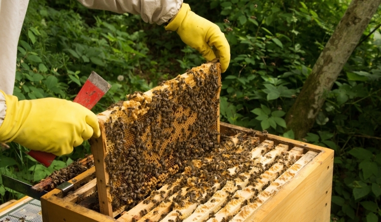 Equipamentos para apicultor