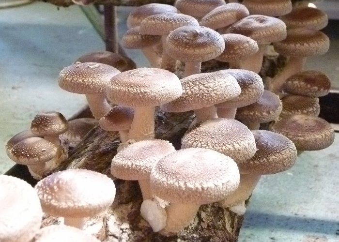 Produção de cogumelos dá dinheiro