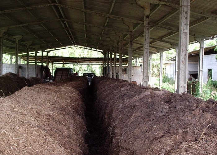 Produção de cogumelos é um bom negócio