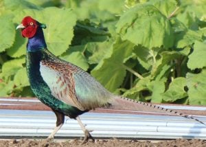 criação de aves ornamentais