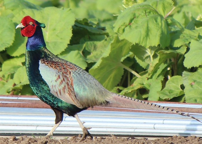 criação de aves ornamentais