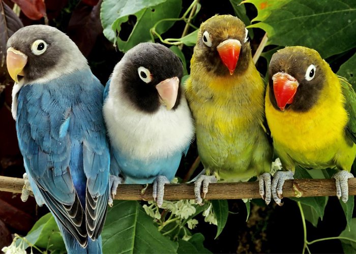 como montar uma criação de aves ornamentais