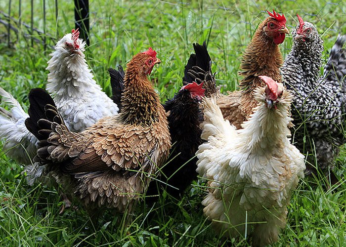 espécies para criação de aves ornamentais