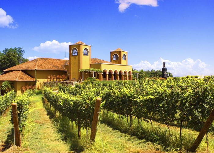 Como abrir uma vinícola