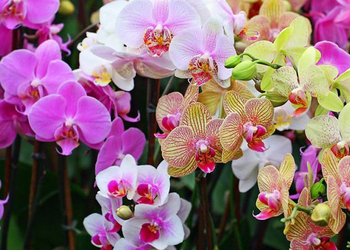 Como ganhar dinheiro cultivando orquídeas