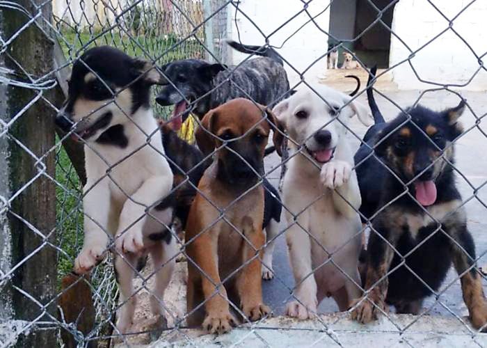 como abrir uma ong de animais