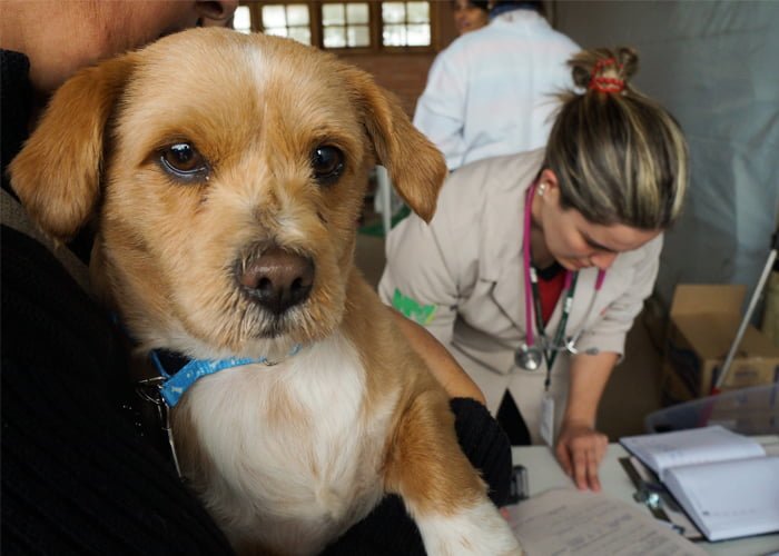 montar uma ong de animais