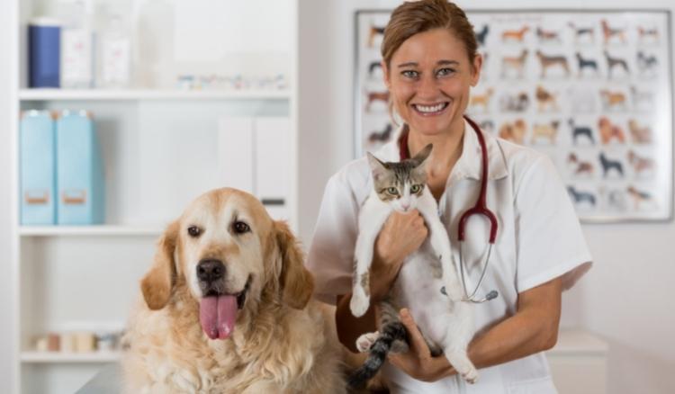 Quanto custa para abrir uma clínica veterinária