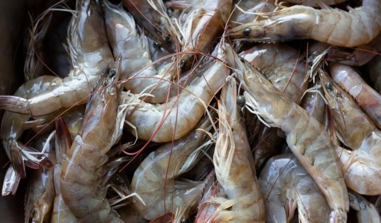 Fornecedor de camarão no atacado