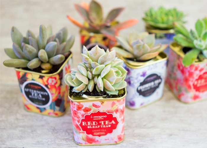 ganhar dinheiro com suculentas