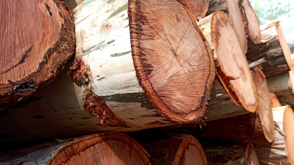 onde vender eucalipto