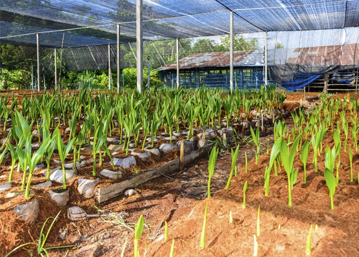 produção de mudas em viveiros