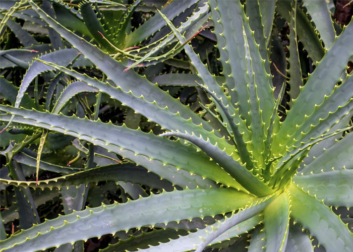 qual o custo para abrir uma loja de ervas medicinais