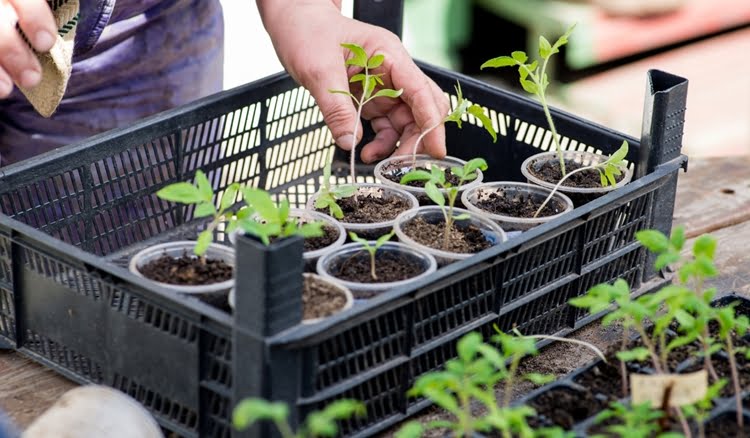 cultive mudas de plantas