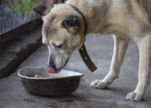 Como montar um negócio de alimentação natural para cães
