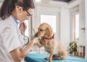 Como abrir uma empresa de plano de saúde para animais