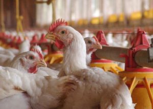 Como criar frango para a Sadia