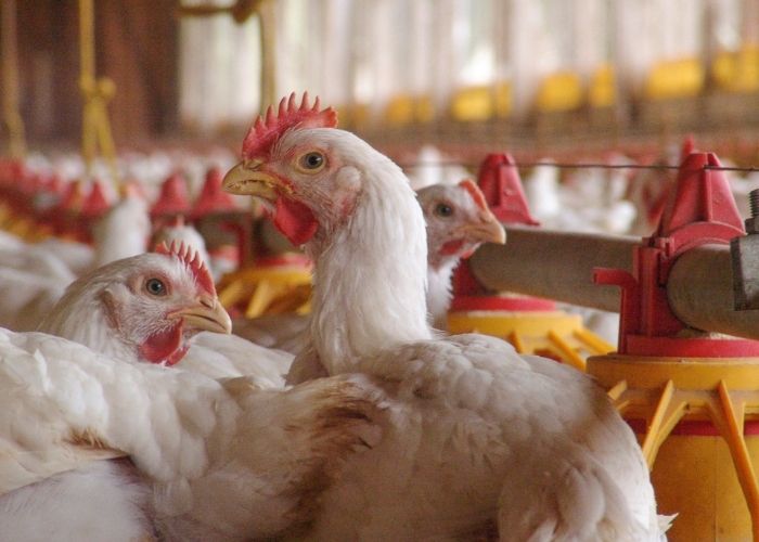 Como criar frango para a Sadia