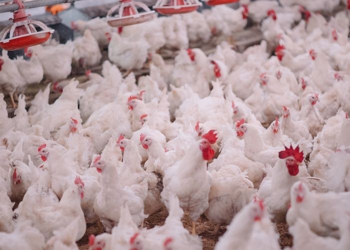 Como fazer parceria com a Sadia