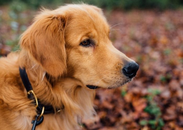 fábrica de coleira para cães