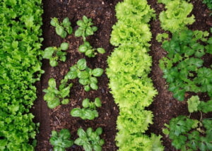 Como ganhar dinheiro no meu quintal