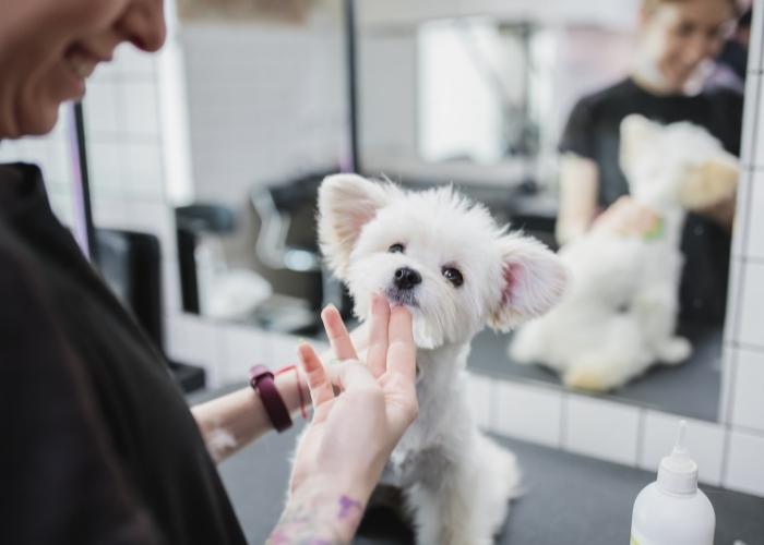 Como montar um banho e tosa sebrae