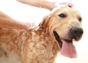 Como montar um banho e tosa simples e pequeno