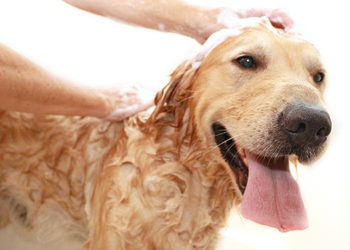 Como montar um banho e tosa simples e pequeno