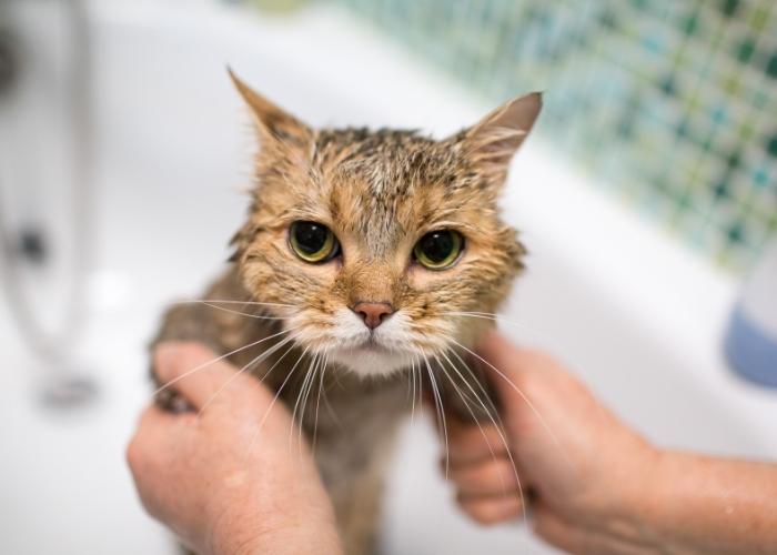 lista de produtos para montar um banho e tosa