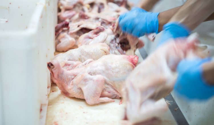 Lugares que mais produzem frango