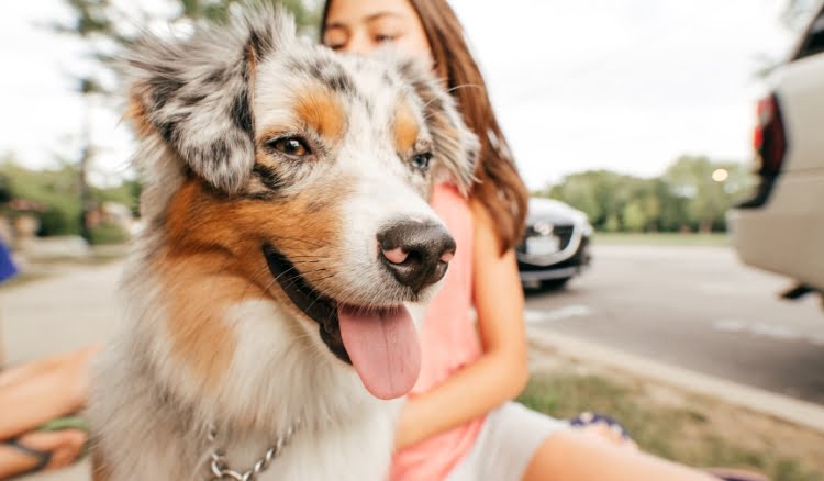 O que falta no mercado pet para montar