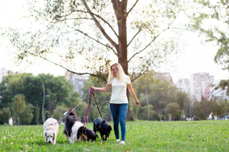 bicos para trabalhar final de semana passeador de caes