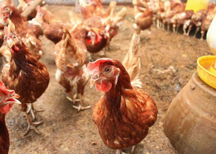 Qual o lucro de 500 galinhas poedeiras