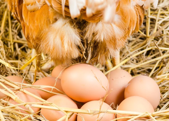 é lucrativo criar galinha poedeira