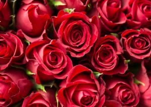 flores mais vendidas nos dias das mães