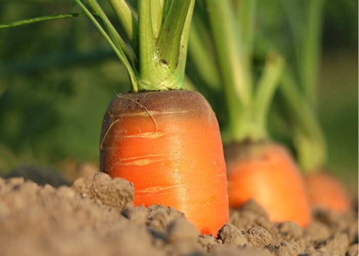 maior produtor de cenoura do mundo maior produtor de cenoura do mundo