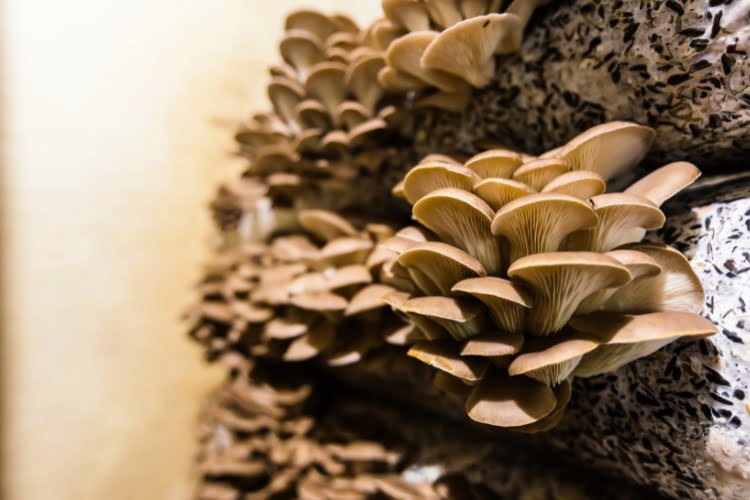 instalações para cultivo de cogumelo e sacos de armazenamento