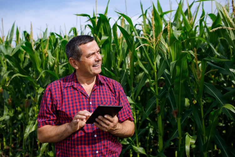 retorno de investimento da plantação de milho