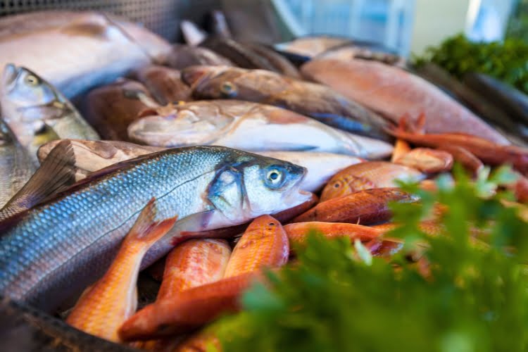 equipe para um frigorífico de peixe de pequeno porte