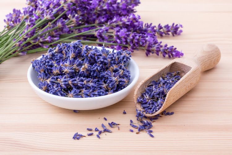 plantar lavanda dá lucro