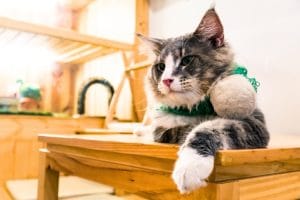 como abrir um gatil comercial