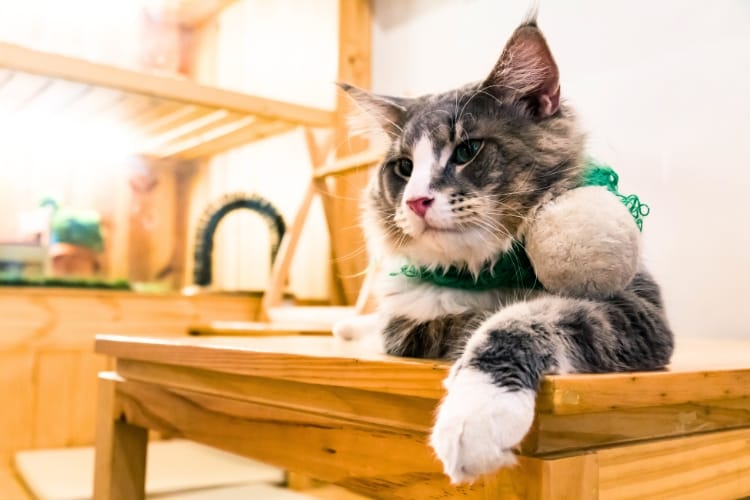 como abrir um gatil comercial