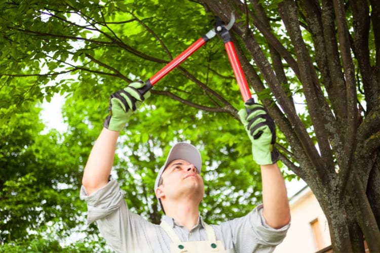 como ganhar dinheiro com poda de árvores