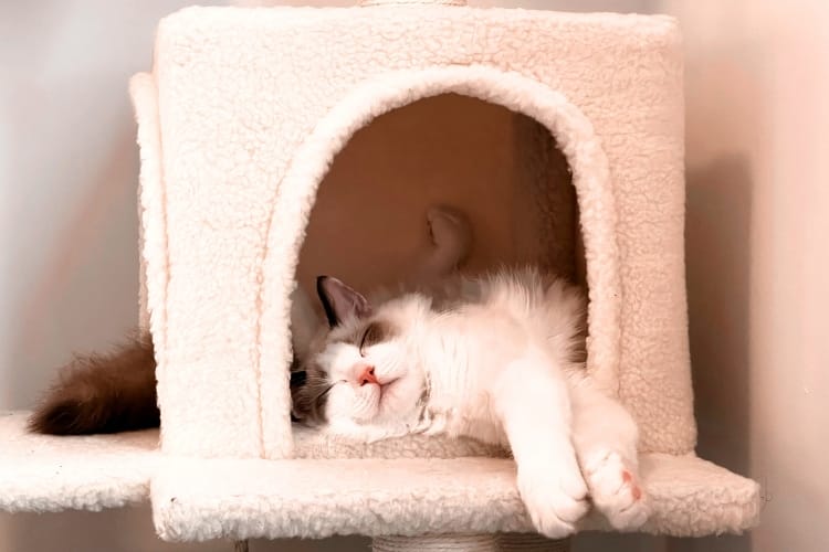 Quanto custa construir um gatil?